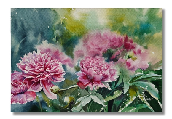 piwonie ifkainspiruje akwarela